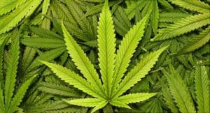 Marijuana To Treat Addiction